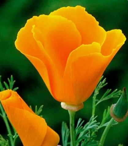 Californian Poppy